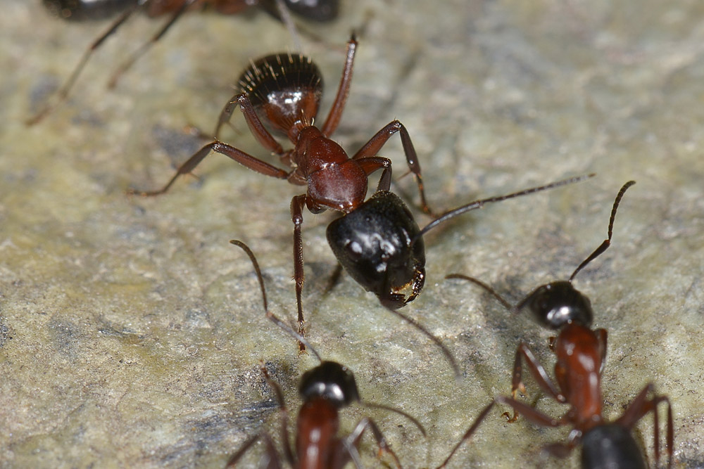 Camponotus ligniperda?